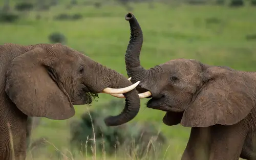 Elephants in Murchison Falls NP with Darren Safaris