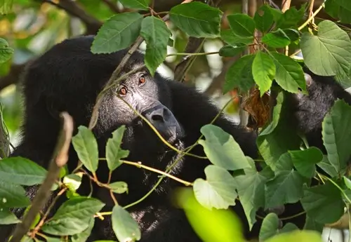 Gorilla trekking in Bwindi