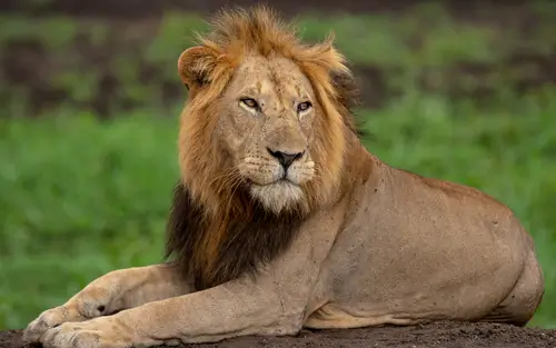 Lions in Queen Elizabeth National Park and tree climbing lions in Ishasha